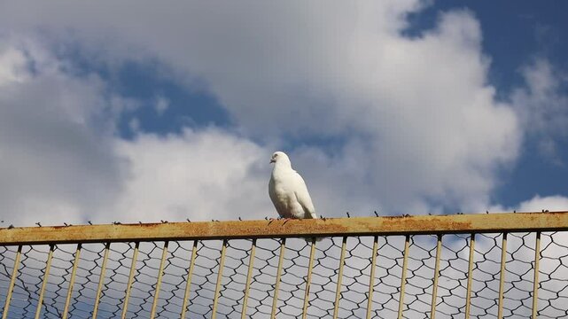 a white dove sits on a fence against a blue sky
