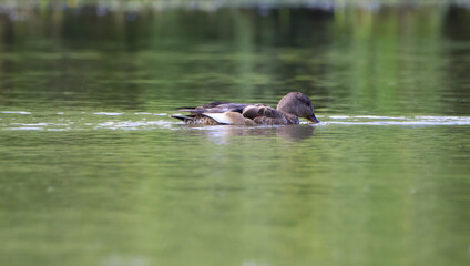 Gadwall in water, Gadwall diving in water, Sweet duck in lake, Duck with beak under water