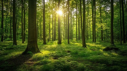 Obraz premium A lush green forest filled with lots of trees