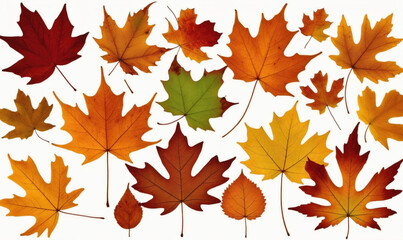 Fototapeta premium A collection of autumn leaves in shades of red, orange, and yellow