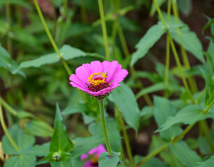 Multi colored cosmos flowers in a garden