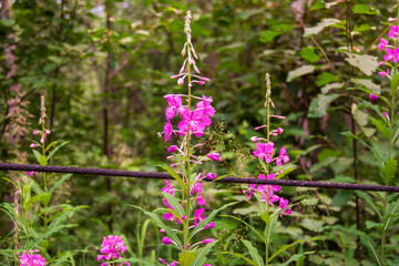 Dwarf Fireweed