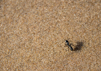 Une fourmis perdue sur une plage de sable