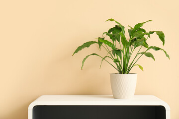 Green plant on shelf near beige wall