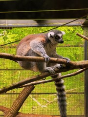 Lemur at the Zoo