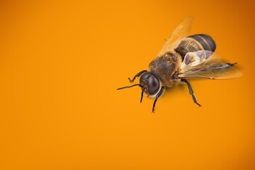 Wild American bumble bee flying mid air