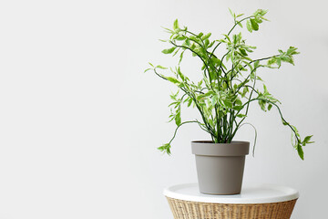 Green plant on rattan table near light wall
