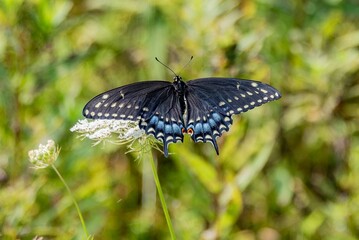 Butterfly at Queen Annes Lace, Richard M Nixon County Park, PA USA