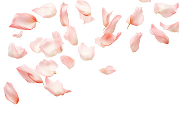 PNG  Delicate pink petals floating gracefully