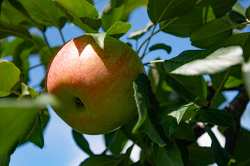 An apple hangs on an apple tree branch among the foliage. Close-up.