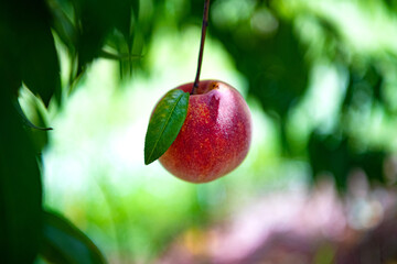 ripe peach on a peach tree in the rays of the afternoon sun.