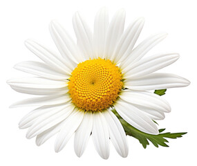 PNG Close-up chamomile flower daisy petal plant.