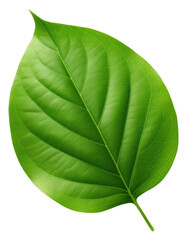 Obraz premium PNG Leaf plant green white background.