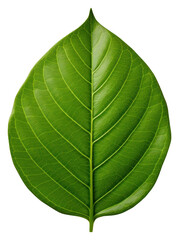Obraz premium PNG Leaf plant green tree.