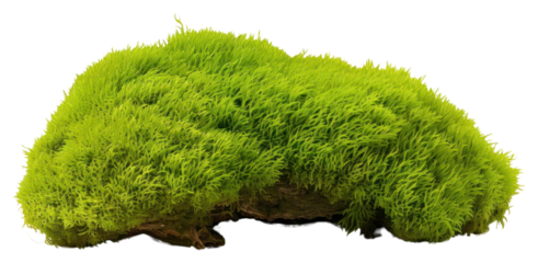 PNG Green moss plant grass white background.