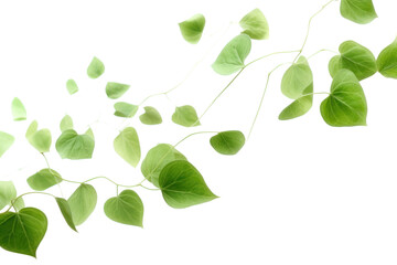 Obraz premium PNG Green leaves backgrounds plant leaf.