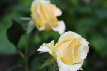 yellow rose on green