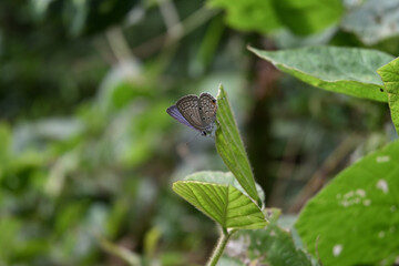 Stunning view of a small Cupid butterfly perched on the edge of a tropical kudzu leaf