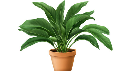 Fototapeta premium home plant with big juicy green leaves in pot on transparency background PNG