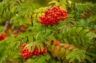 A mountain ash bush with leaves and berries in Juneau alaska