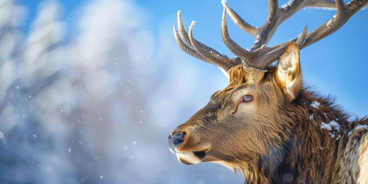 Side profile of an elk in a snowy environment, with light snowfall and blurred winter trees in the background