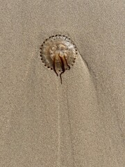 A compass jellyfish on the beach
