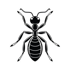 Ants silhouette illustration color Icon on White and
 black Vector Backgrounds.