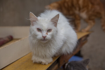 Beautiful white turkish van cat with brown eyes relaxing . Van Provence Turkey Turkiye . The cat has a knife in its eye . Turkish Angora , Persian cat , Van cat .