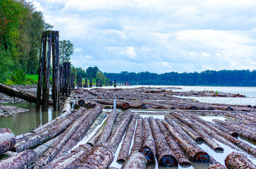 Scenic Fraser River Log Boom with Weathered Pilings and Lush Forest in Kanaka Creek, British Columbia