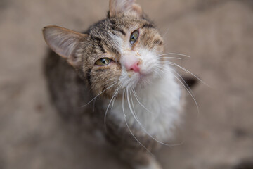 The term has also been used as an elaborate way of referring to common domestic short-haired cats . white gray cat . The European Shorthair, in FIFe and European Shorthair in WCF is a breed of cat.