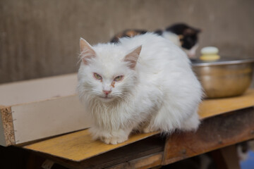 Beautiful white turkish van cat with brown eyes relaxing . Van Provence Turkey Turkiye . Turkish Angora , Persian cat , Van cat .