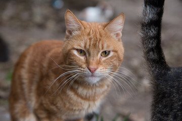 don't appear to be at first glance, on closer inspection you'll notice spots, whirls or stripes on their coat. You may find ginger cats . cute ginger cat sitting and looking at the camera .