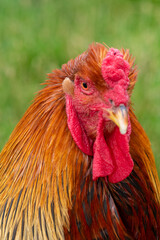 Head shot of a Welsummer Cockerel