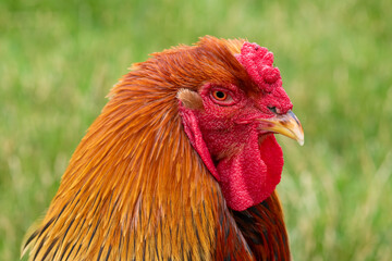 Head shot of a Welsummer Cockerel