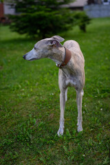 Fototapeta premium Dog whippet gray outside on the lawn. 