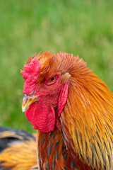 Head shot of a Welsummer Cockerel
