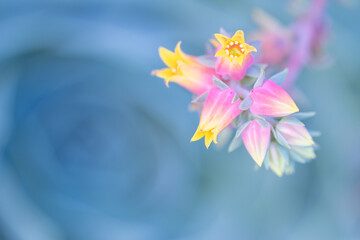 Steinblume (Echeveria secunda)