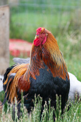 Close up of a Welsummer Cockerel