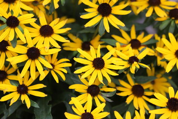 Rudbeckia fulgida. Yellow flowers Black eyed Susan in the garden. Close up.