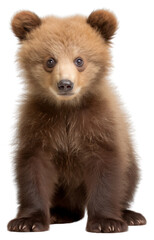 PNG Baby brown bear wildlife mammal animal.