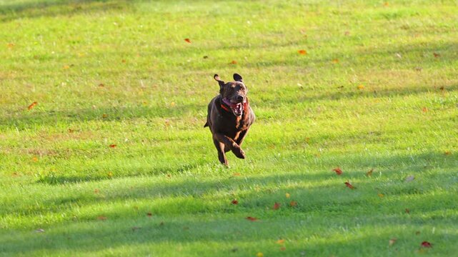 A slow motion shot of a Labrador Retriever running to fetching a practice dummy.