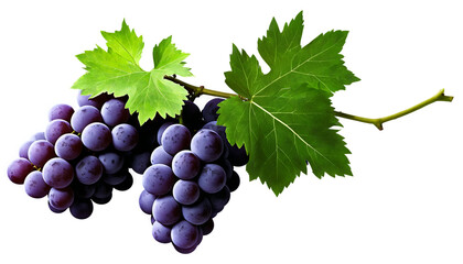 Fototapeta premium Grapes on a transparent background