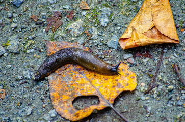 Close-Up of a Slug on a Vibrant Autumn Leaf on a Gravel Path