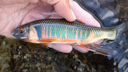 友釣りで掛かったオイカワ