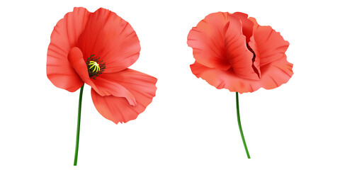 Czerwone mak - letnie polne kwiaty. Ręcznie rysowana botaniczna ilustracja.   © Monika