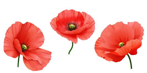 Czerwone mak - letnie polne kwiaty. Ręcznie rysowana botaniczna ilustracja.   © Monika