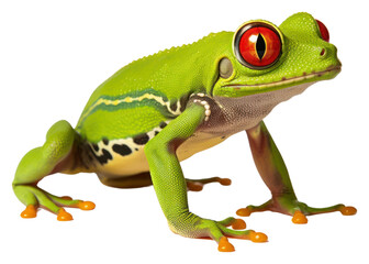 PNG Red-eyed tree frog amphibian wildlife reptile.