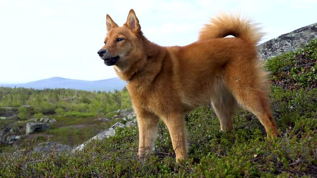 the hunting dog barks