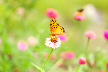 butterfly on flower
