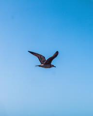 bird flying high in the blue sky